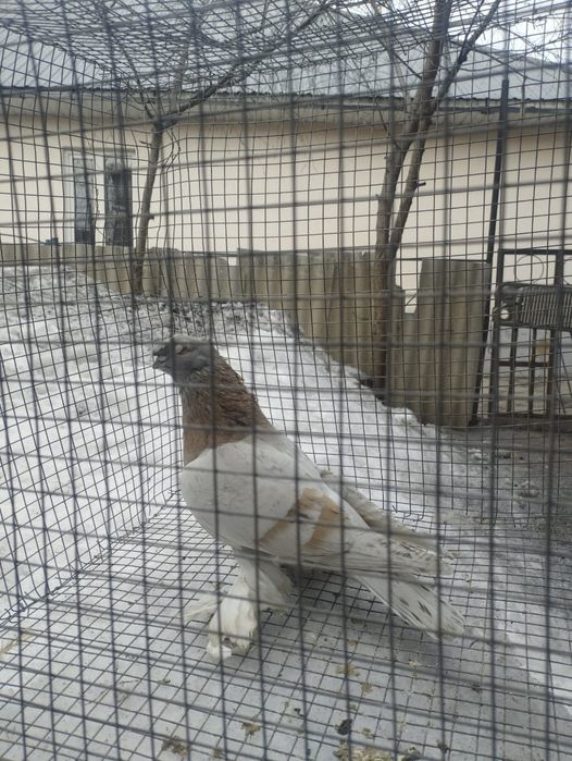 Самец голубя трёх летка