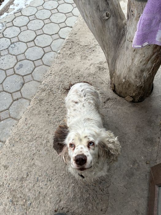 Русский спаниель. Сука.