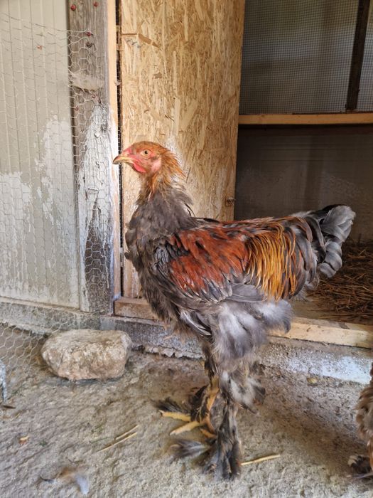 Cocosi brahma de vanzare