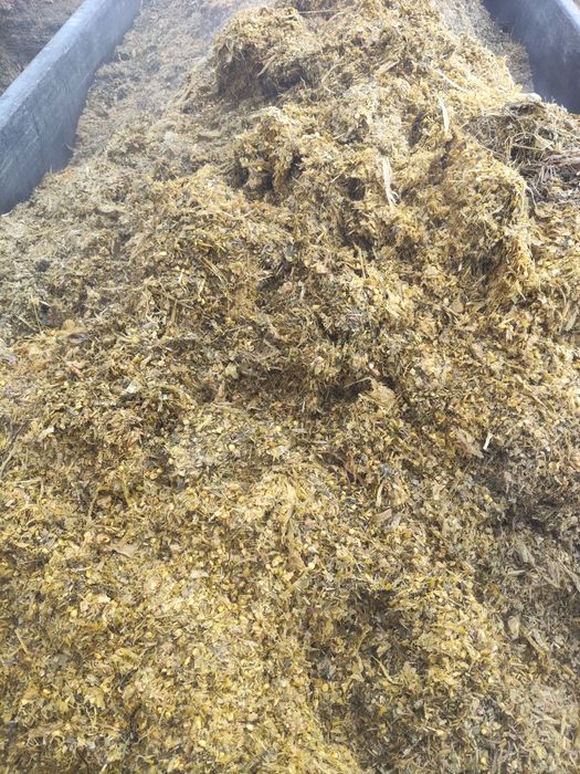 Кукуруза силос барда