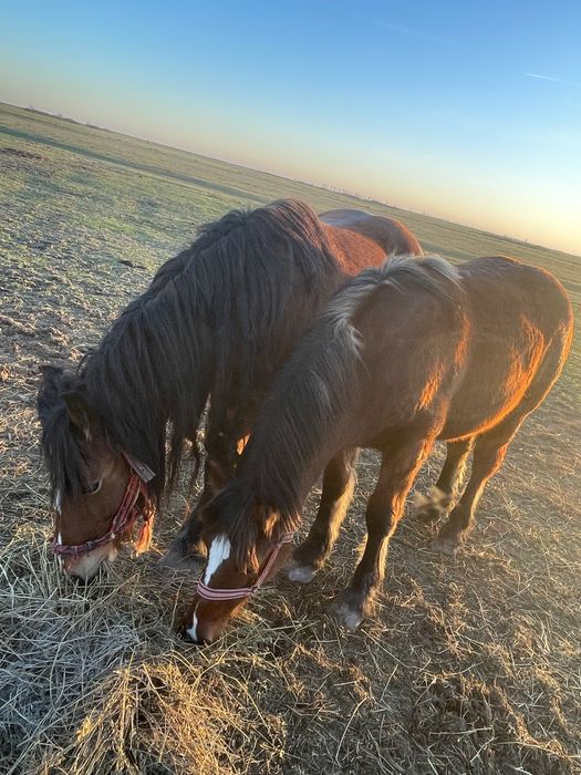 Iapa cu manz de vanzare