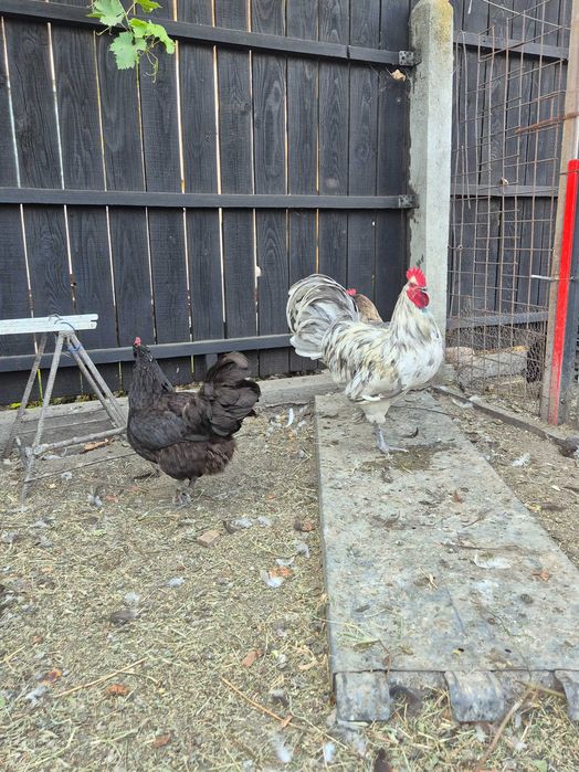 Ouă pentru incubat din rasa Australorp și moțate, încălțate cu gâtul gol. Poenari, Giurgiu