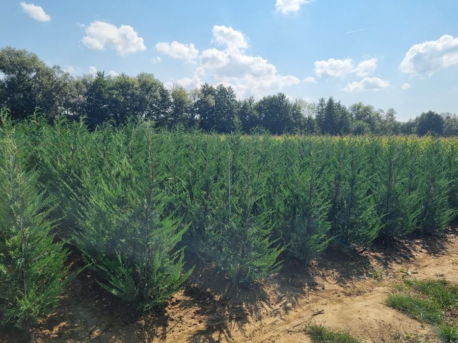 Chiparos Leyland altoit