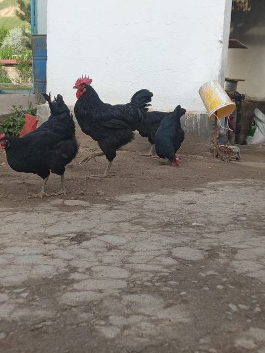 Кора Шахзода жужалари