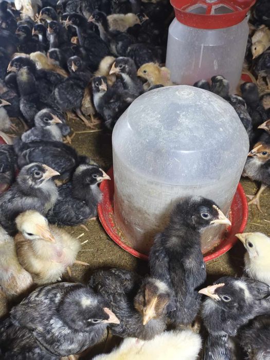 Vând puii și boboci de rate