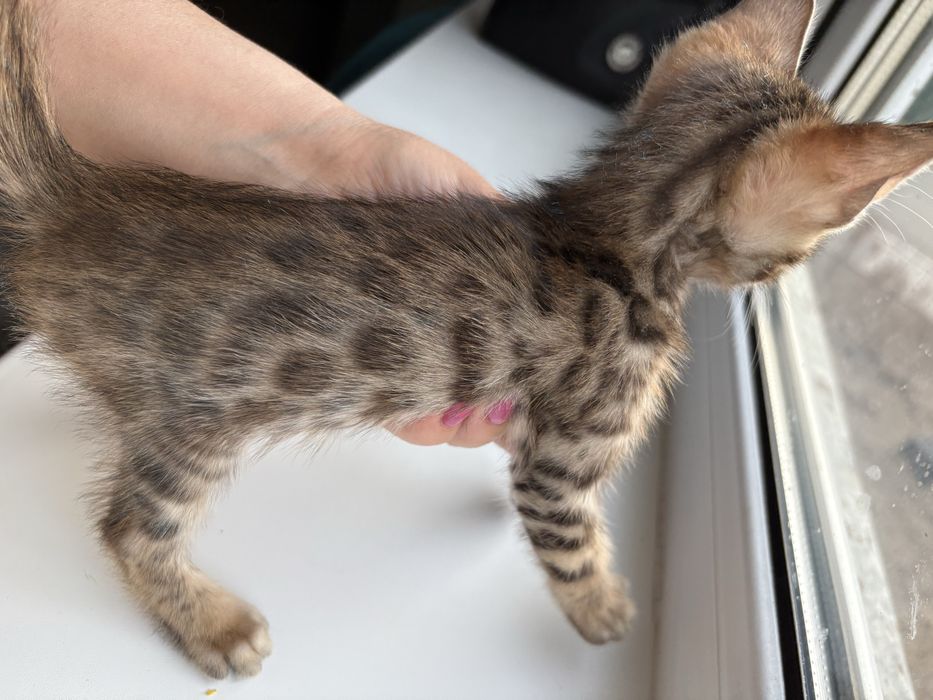 Продам бенгальских котят