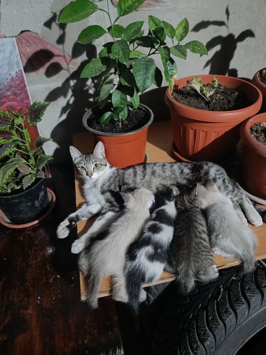 Отдам даром котят