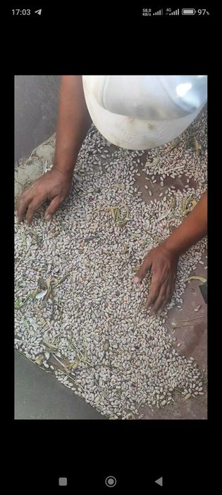 ФАСОЛ НУХАТ ЙЕРЁНГОК  МОШ  комбайн 2023 йил хитой давлатидан келган