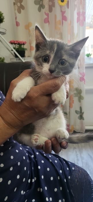 Отдам котят в хорошие руки