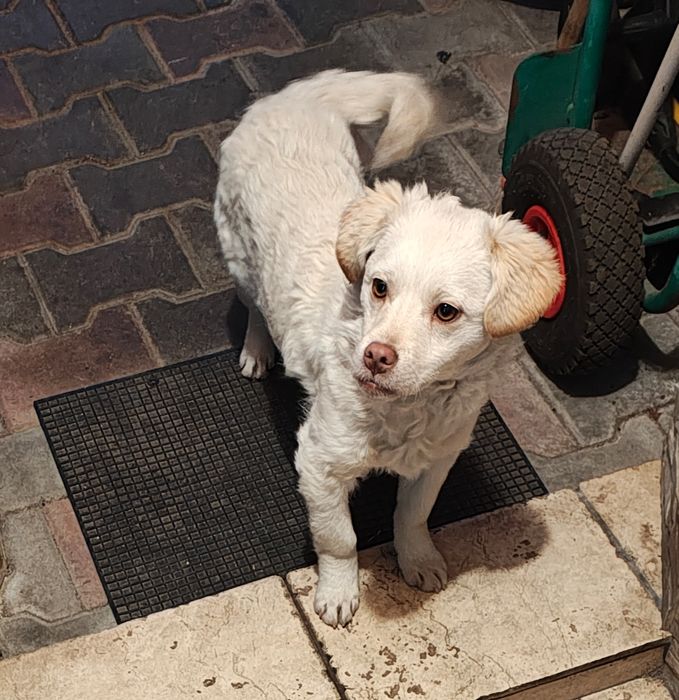 Donez 2 căței frumoși