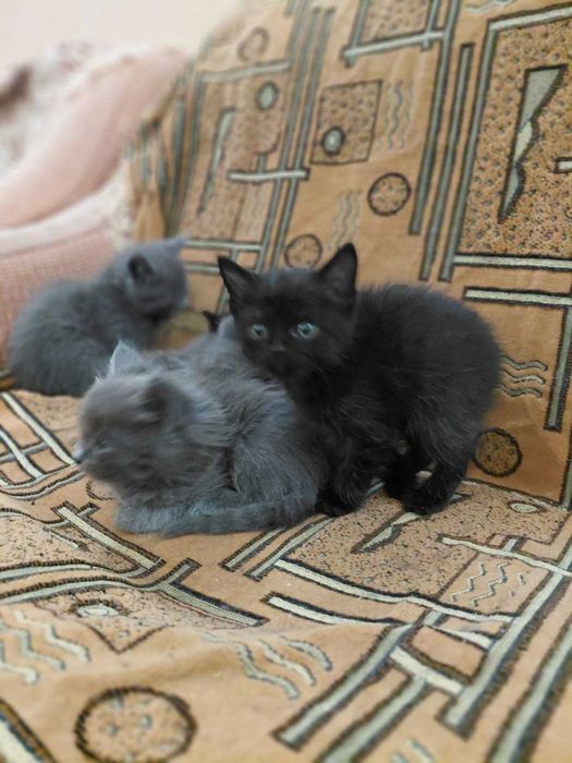Отдам котят в хорошие руки