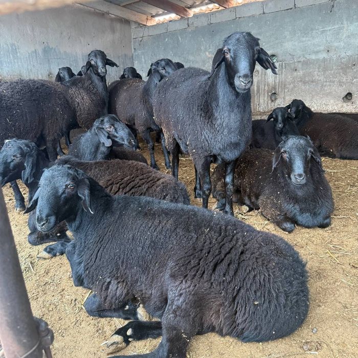 Nasli Hisori qo‘y bor. Surxandaryo qo'yi