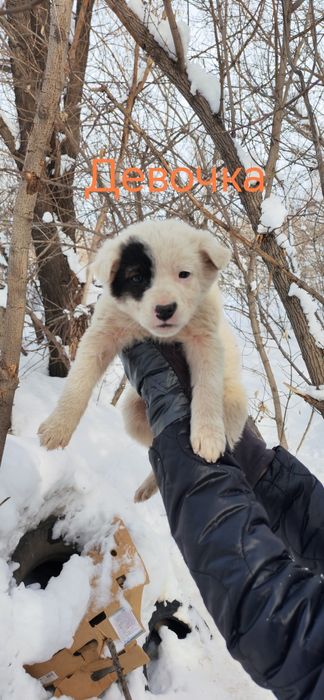 Маленькие комочки ищут дом