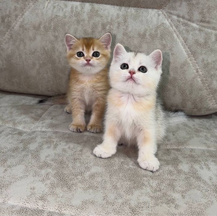 Продаются котята (шиншилла)