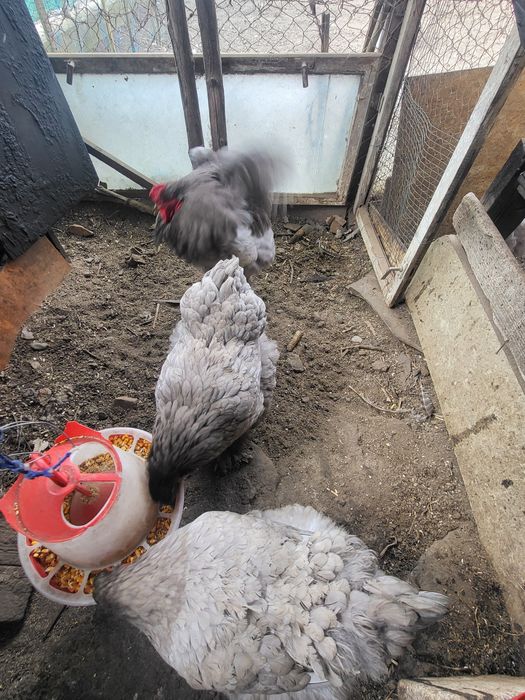 Matca  rasa pura brahma albastru ,oua si pui