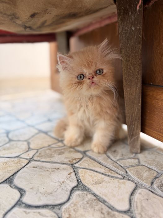 Персийки котенца