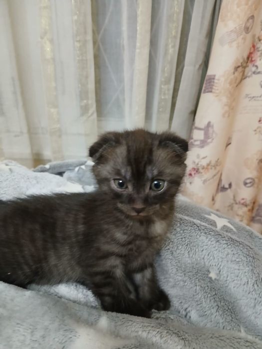 Котята вислоухие