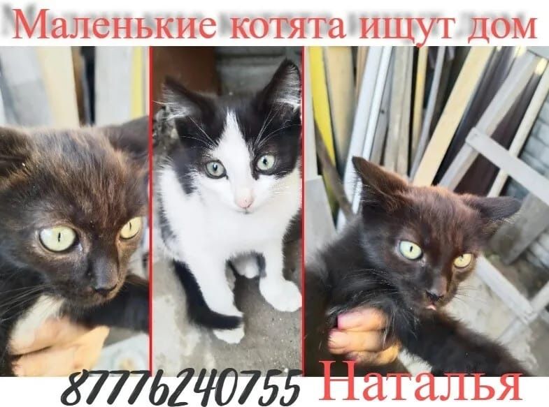 Отдам котят в добрые руки