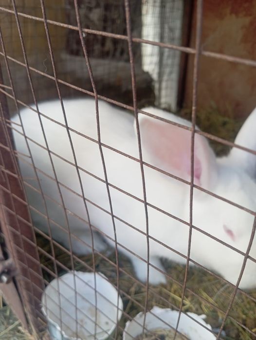 Продам или объменяю