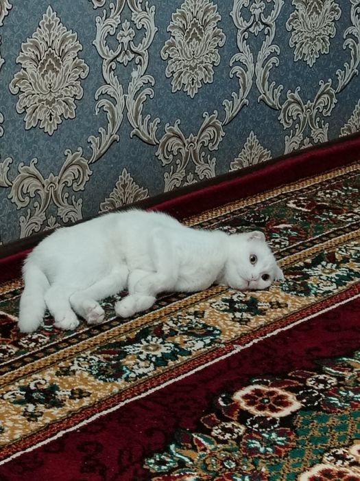 Ищем кота на вязку