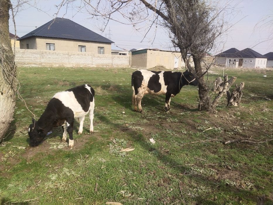 Бузаулы сыйыр сатылады