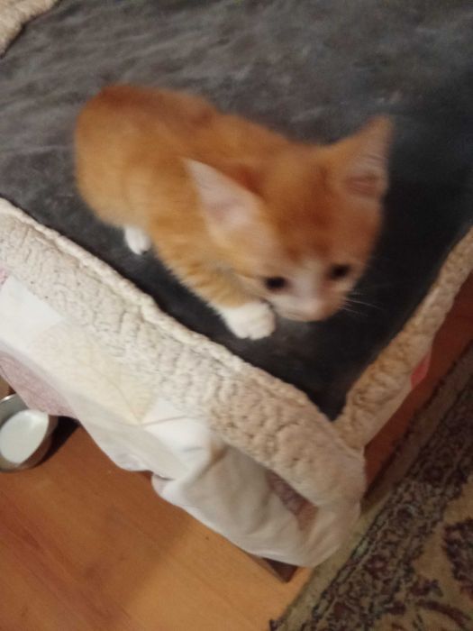 Котенца от Каварна тирсят дом