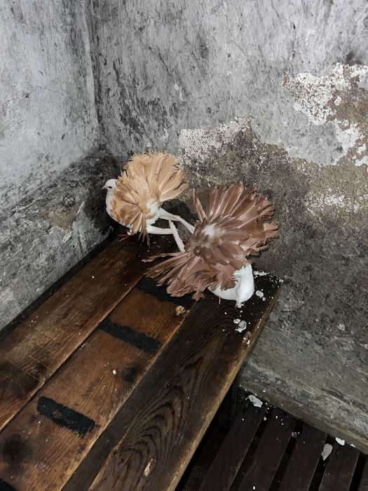 Продам голубей павлинов