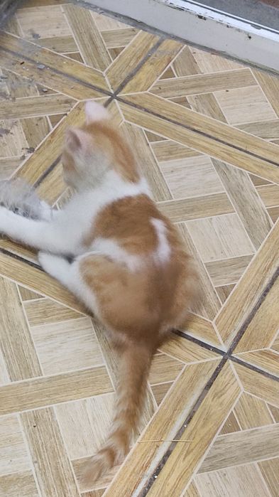 Котята, в хорошие руки