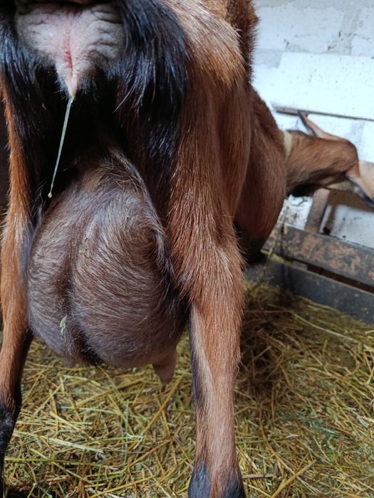 Vand ieduti alpini francezi