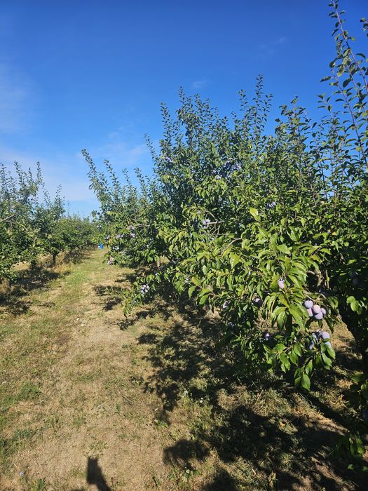 Prune Anna Spath de vânzare (Anașpet)