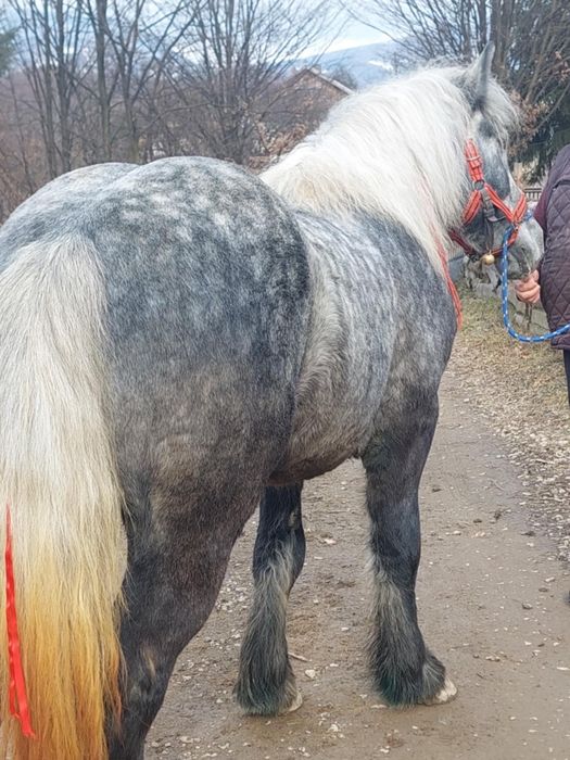 De vânzare Mânz de 2 ani Linia Miuțescu