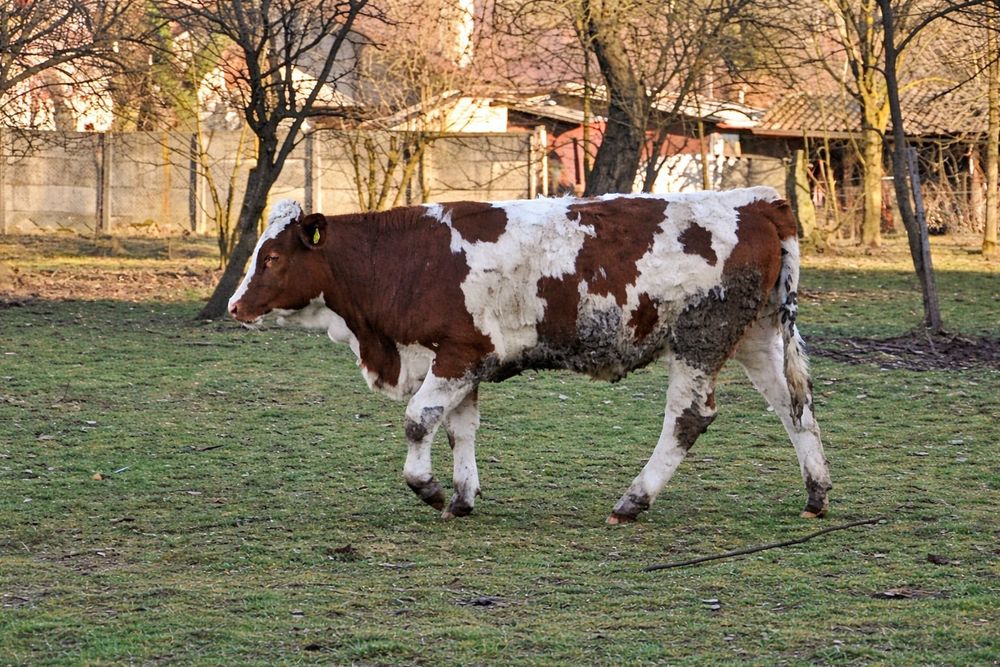Vitea băltată românească