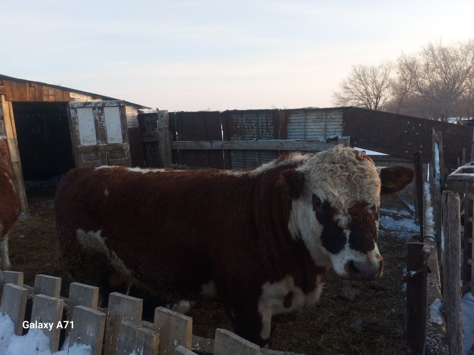 Продажа быков с откорма