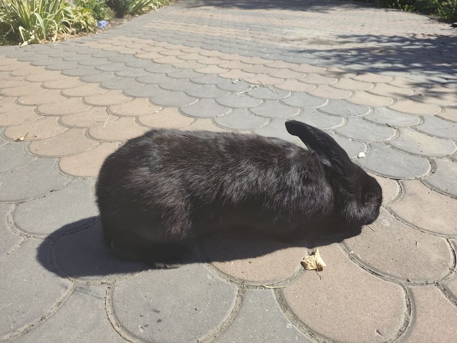 Vând 3 iepuri 2 masculi și o femelă!