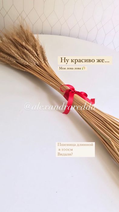 (Пучок 30 колосьев )  Сухоцвет пшеницы