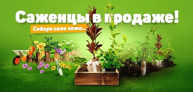 Продам саженцы не дорого