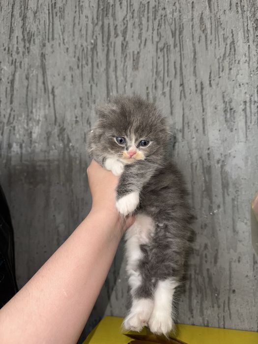 skotish fold 1.5oylik sotiladi bolalari