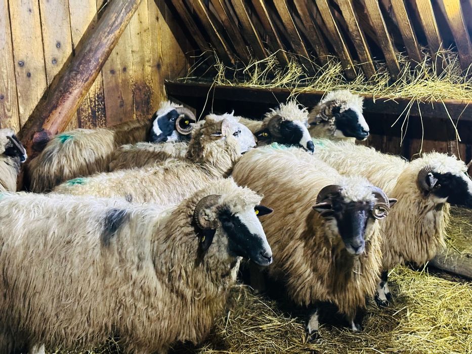 Disponibile 7 oi, 4 sunt fatate și 3 urmează