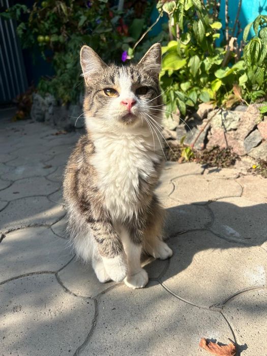 Котики ищут семью.