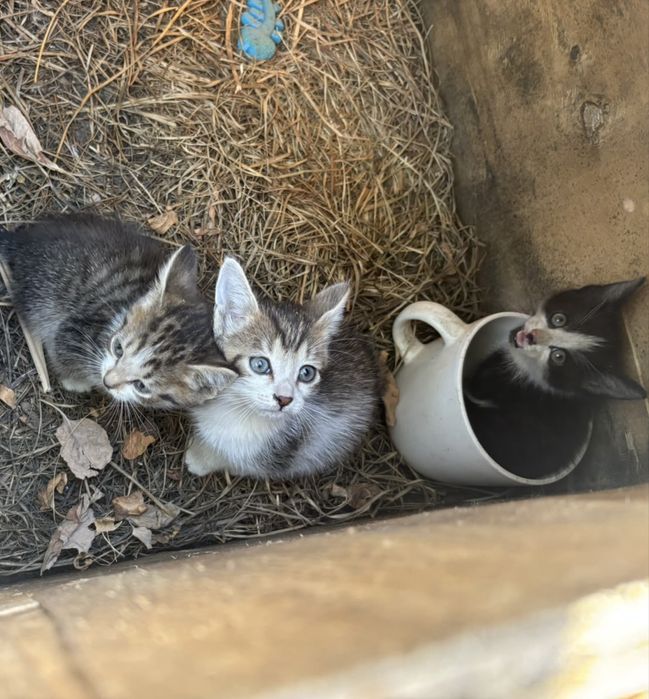 Котята бесплатно