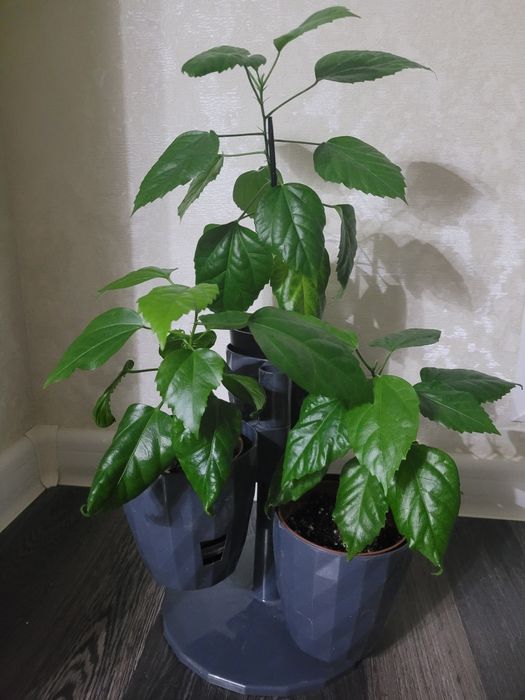 Продам китайскую розу с подставкой