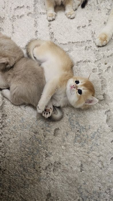 Kirish joyida mushukni yaladi