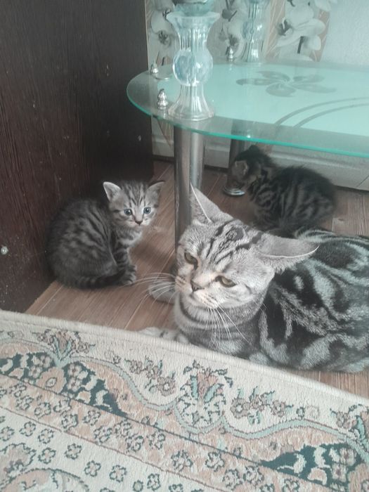 Продам Британских котят