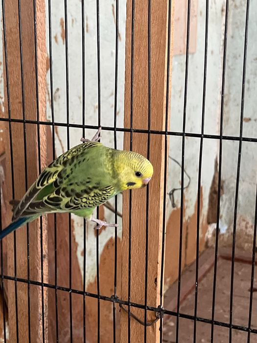 Папугай валнистий papugay tòti