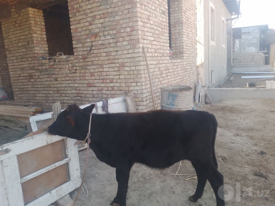 Sutdan t6yga  buqacha sotiladi kal