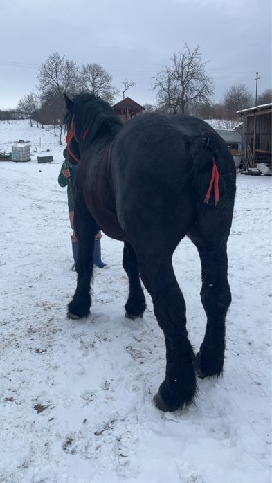 De vanzare manz armasar