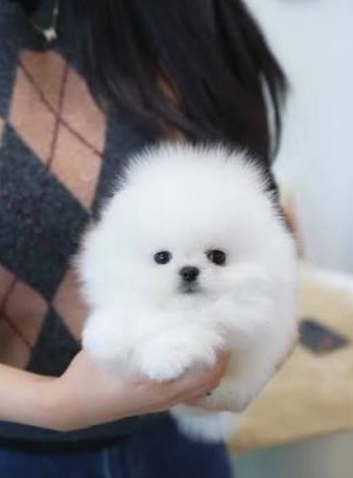 Pomeranian mini toy