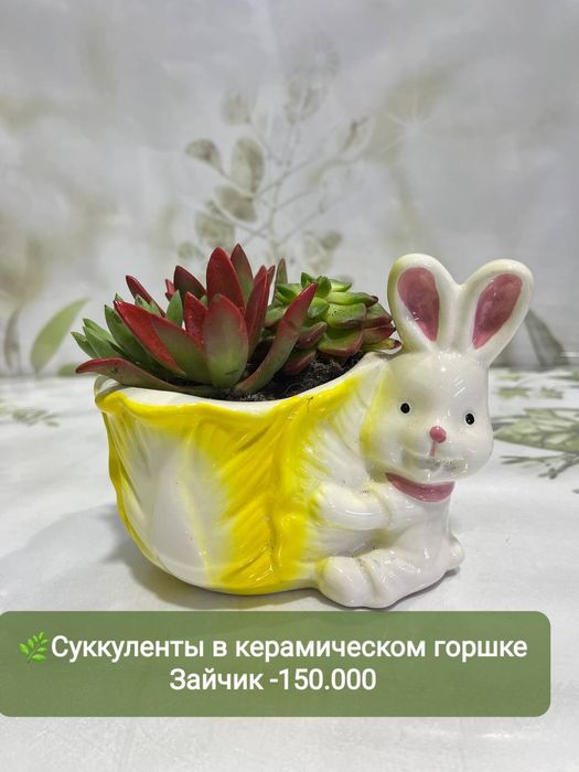 Декабрист, Антуриум, Рускус, Хамедорея и др