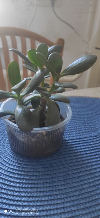 Продам укорененные молодые растения