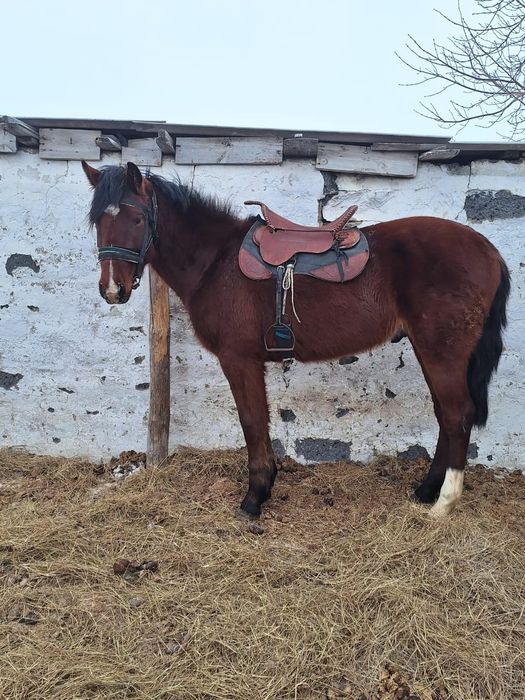 Құнан   сатылады